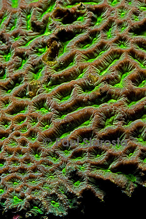 Symphyllia recta