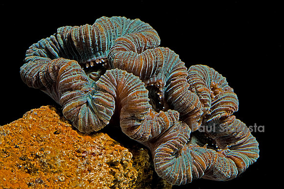 Trachyphyllia geoffroyi