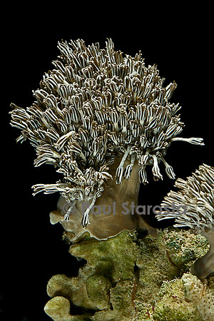 Xenia sp.
