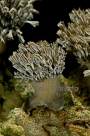 Xenia sp.