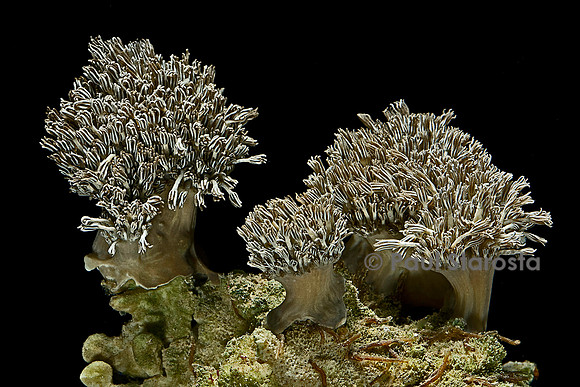 Xenia sp.