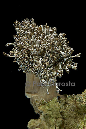 Xenia sp.