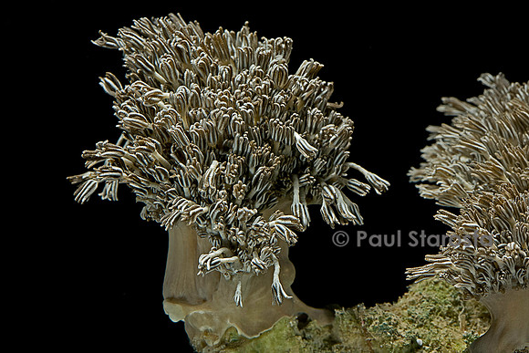 Xenia sp.