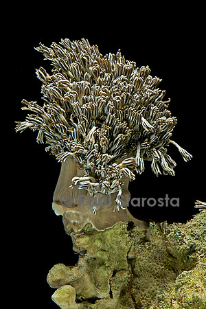 Xenia sp.