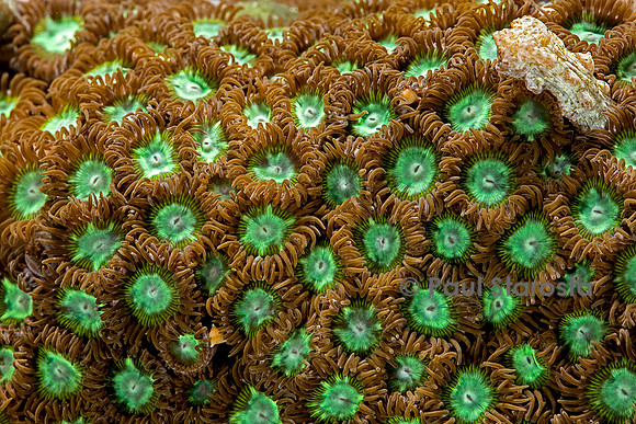Zoanthus sp.