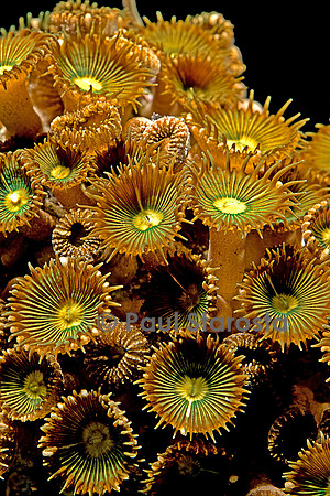 Zoanthus sp.