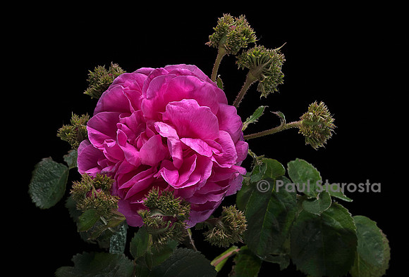 Rosa X centifolia ‘Cristata’ (chapeau de Napoléon)
