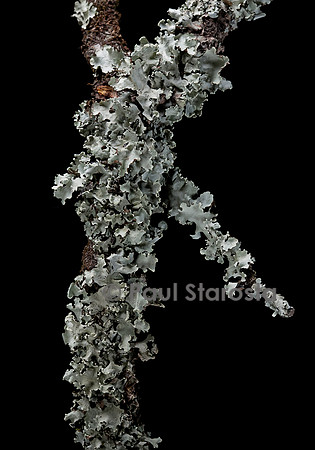 Lichens foliacés sur des branches
