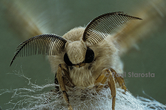 Bombyx mori (bombyx du mûrier) - mâle portrait
