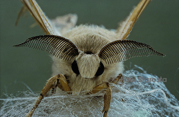 Bombyx mori (bombyx du mûrier) - mâle portrait
