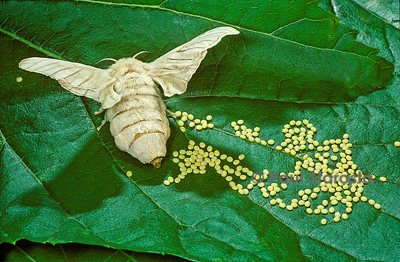 Bombyx mori (bombyx du mûrier) -  pondant