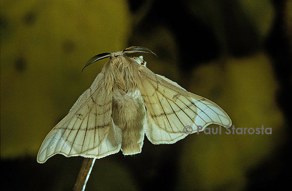 Bombyx mori (bombyx du mûrier)