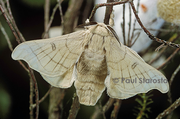 Bombyx mori (bombyx du mûrier)