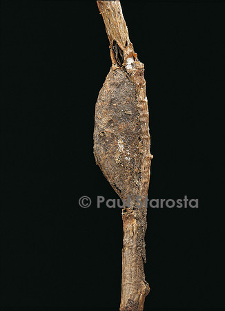 Cerura vinula (la queue fourchue) - chrysalide