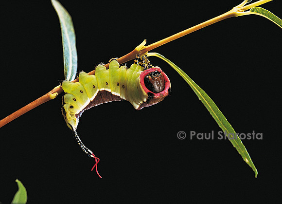Cerura vinula (la queue fourchue)