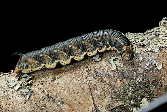 Chenille de sphinx