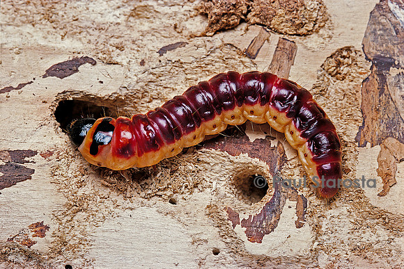 Cossus cossus (le cossus gâte-bois) - chenille