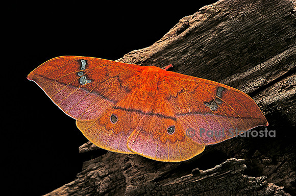 Cricula andrei - femelle