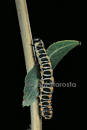 Cucullia lactucae - chenille
