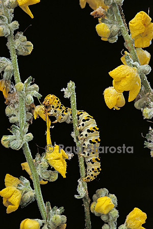 Cucullia verbasci (la cuculie de la molène) - chenille