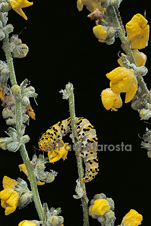 Cucullia verbasci (la cuculie de la molène) - chenille