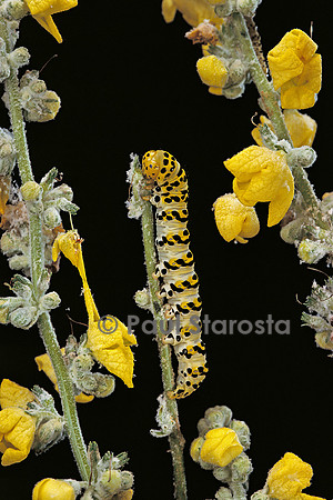 Cucullia verbasci (la cuculie de la molène) - chenille