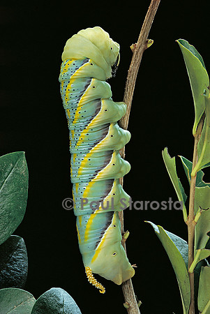 Acherontia atropos (sphinx tête-de-mort) - chenille