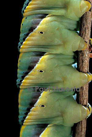 Acherontia atropos (sphinx tête-de-mort) - détail de la chenille