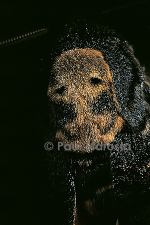 Acherontia atropos (sphinx tête-de-mort) - détail