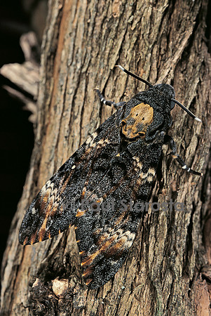 Acherontia atropos (sphinx tête-de-mort)