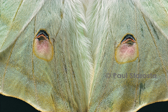 Actias selene