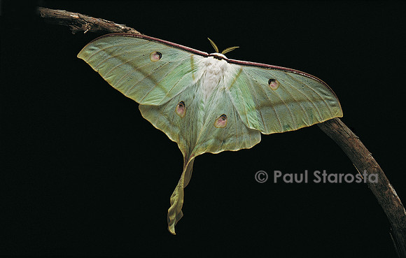 Actias selene