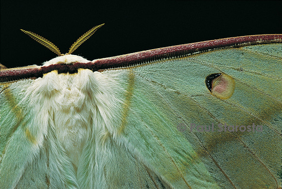 Actias selene