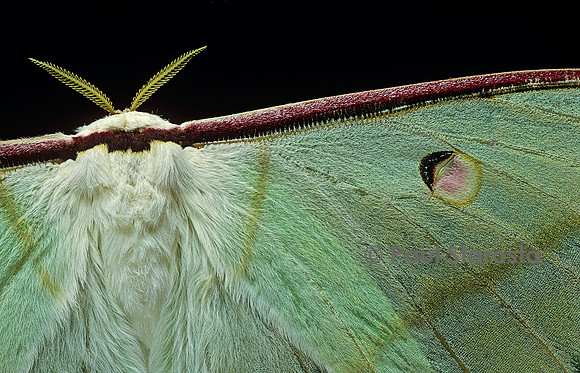 Actias selene