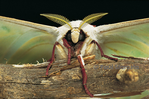 Actias selene