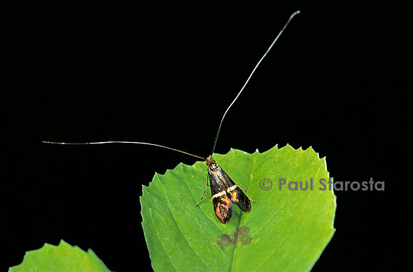 Nemophora degeerella (la coquille d'or)