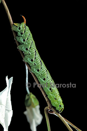 Agrius convolvuli (sphinx du liseron) - chenille
