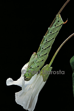 Agrius convolvuli (sphinx du liseron) - chenille