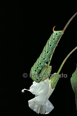 Agrius convolvuli (sphinx du liseron) - chenille