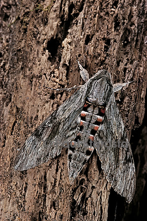 Agrius convolvuli (sphinx du liseron)