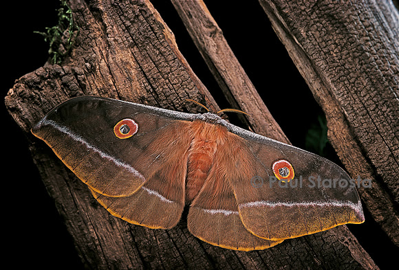 Antheraea hartii
