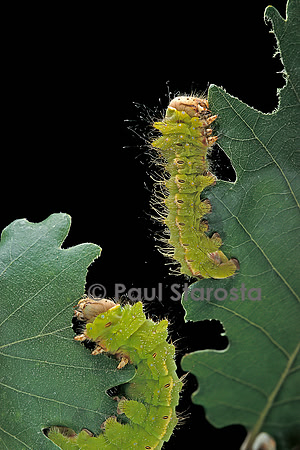 Antheraea pernyi - chenilles