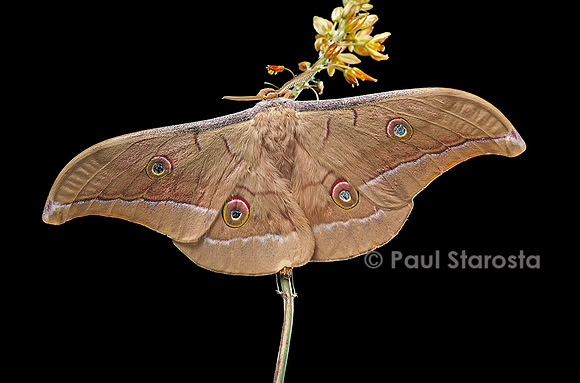 Antherea pernyi