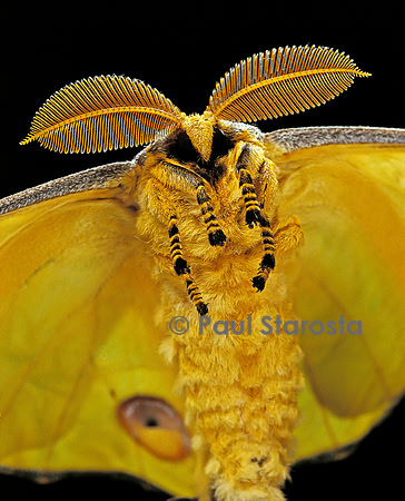 Argema mittrei (le papillon comète)