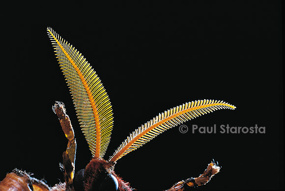 Attacus atlas - antennes