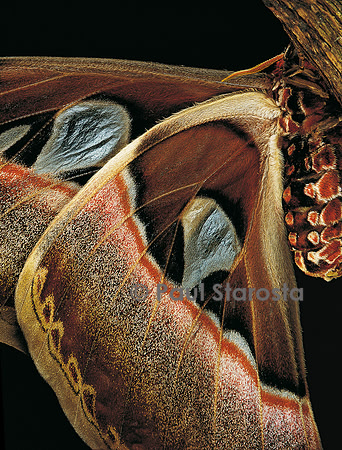 Attacus atlas (l’atlas) - détail des ailes