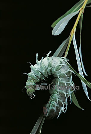 Attacus atlas (l’atlas) - chenille