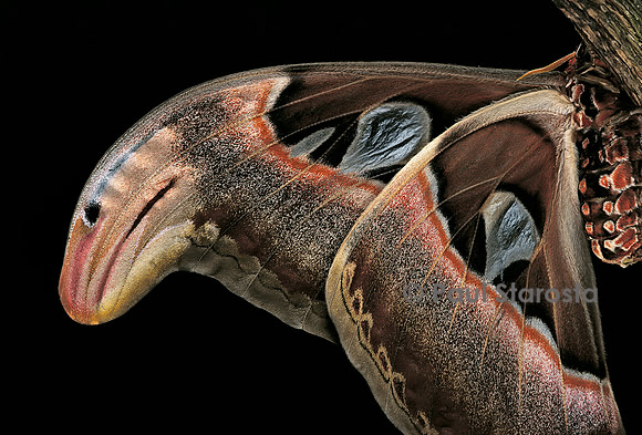 Attacus atlas (l’atlas) - détail des ailes