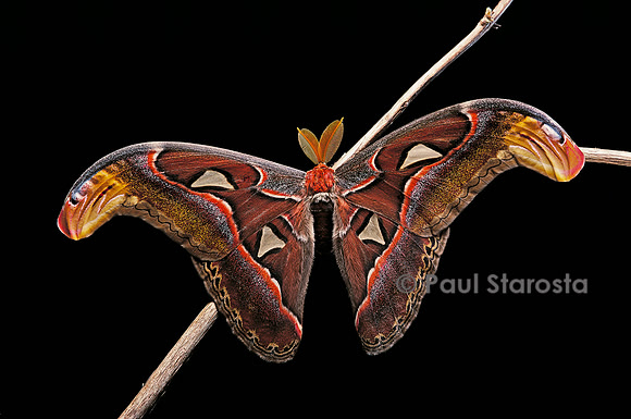 Attacus atlas (l’atlas)