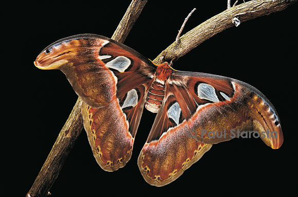 Attacus atlas (l’atlas)